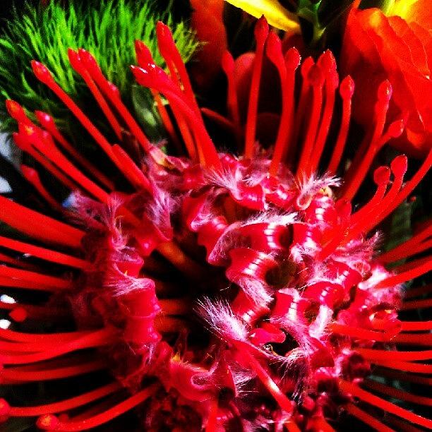 Flower Photograph - Mutant Alien Flowers  by Nick Hansen