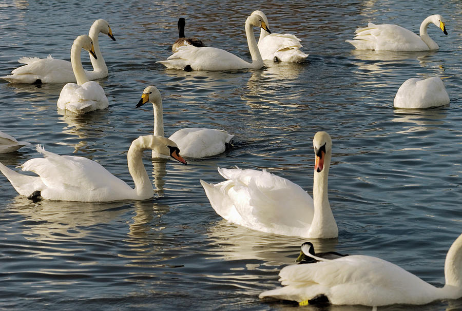 Mute And Whooper Swans Photograph by Simon Fraser/science Photo Library