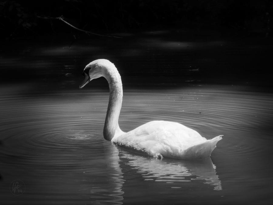 Mute Swan 001 Photograph by Lance Vaughn