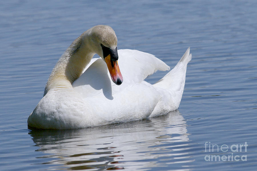 Swan Photograph - Mute Swan 1 by Sharon Talson