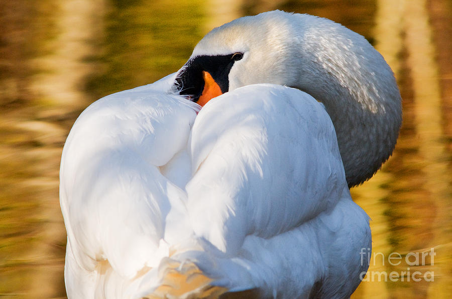 Mute Swan 2 Photograph by Terry Elniski