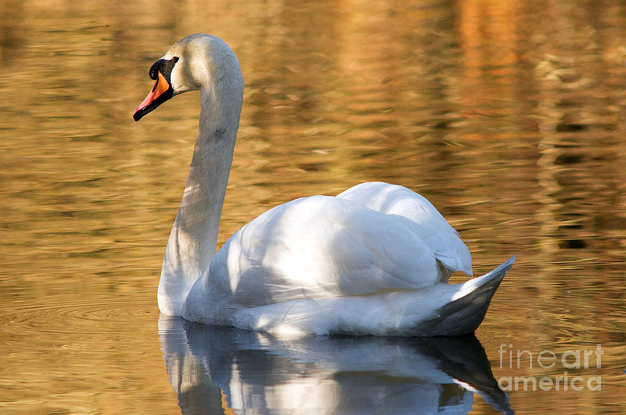 Mute Swan 3 Photograph by Terry Elniski