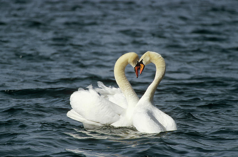 Mute Swan Affectionate Pair Photograph by Konrad Wothe