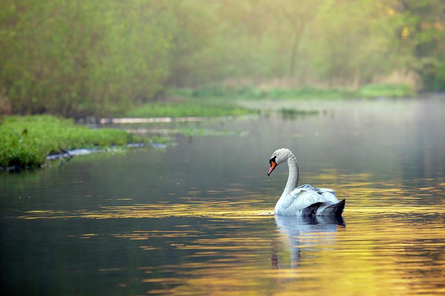 Mute Swan Photograph by Alex Hyde