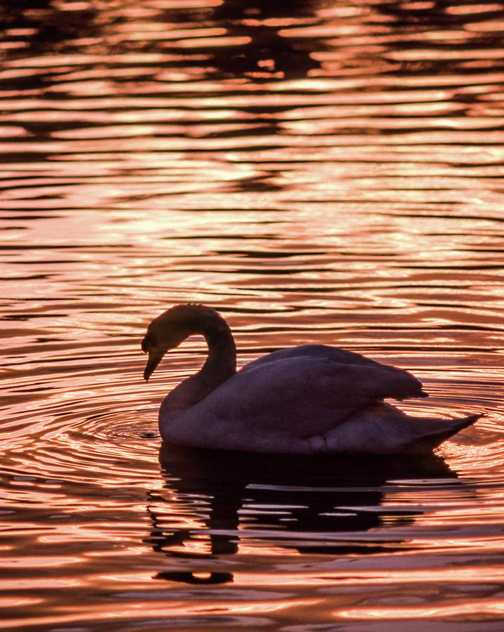 Mute Swan At Sunset Photograph by Brian Gadsby/science Photo Library