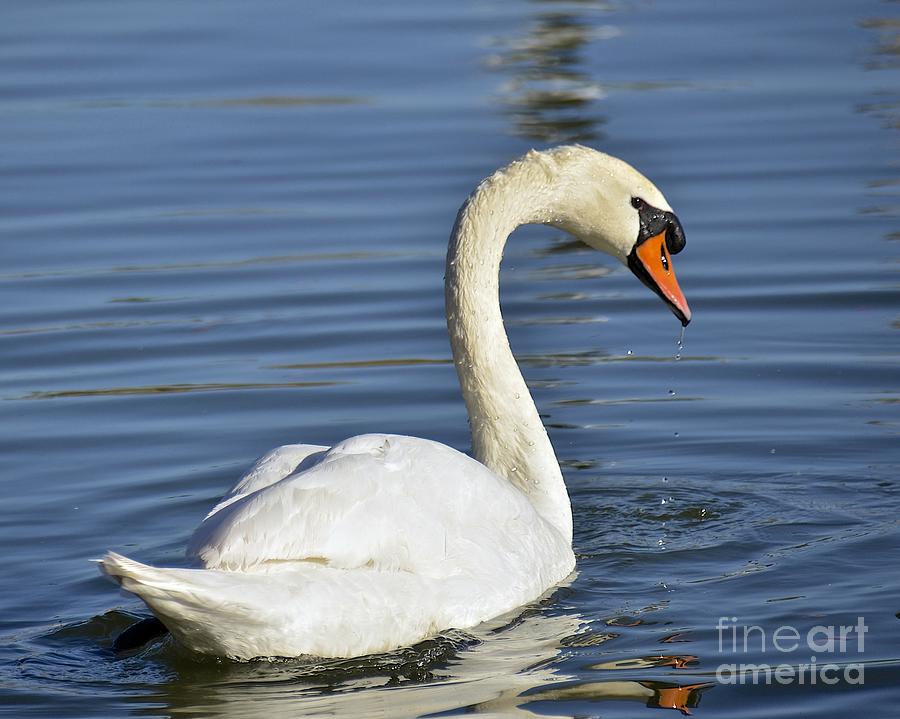 Mute Swan Photograph by Carol  Bradley