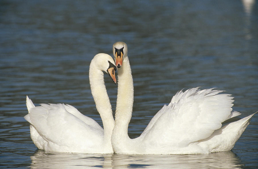 Mute Swan Courting Pair Photograph by Konrad Wothe