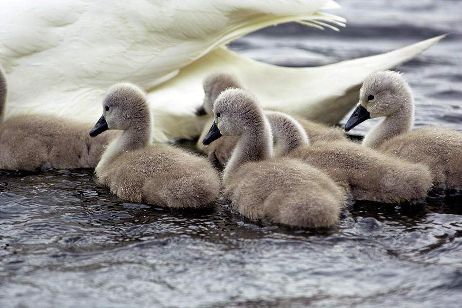 Mute Swan Cygnets Photograph by Simon Booth/science Photo Library