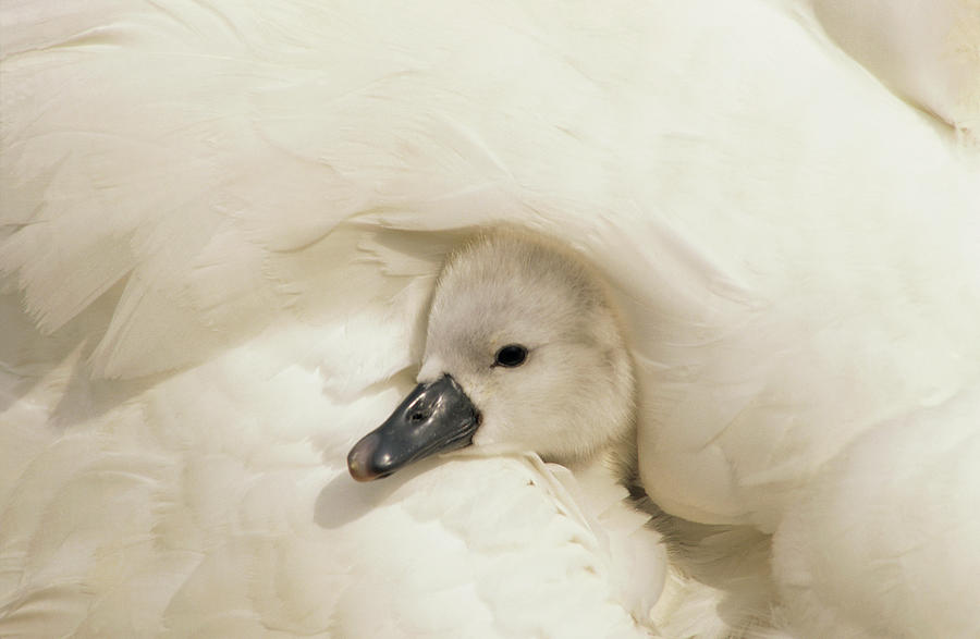Mute Swan Cygnet Photograph by Flip De Nooyer