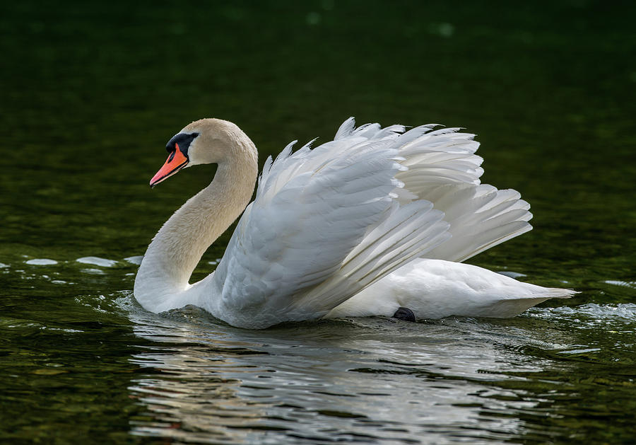 Nature Photograph - Mute Swan Cygnus Olor Displaying by Panoramic Images