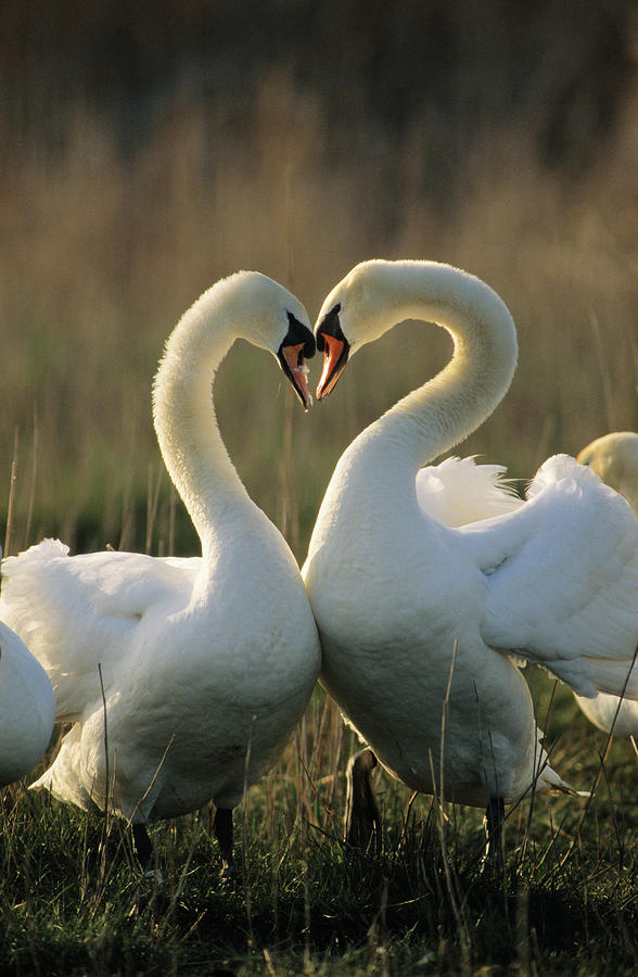 Mute Swans Courting Photograph by Flip De Nooyer