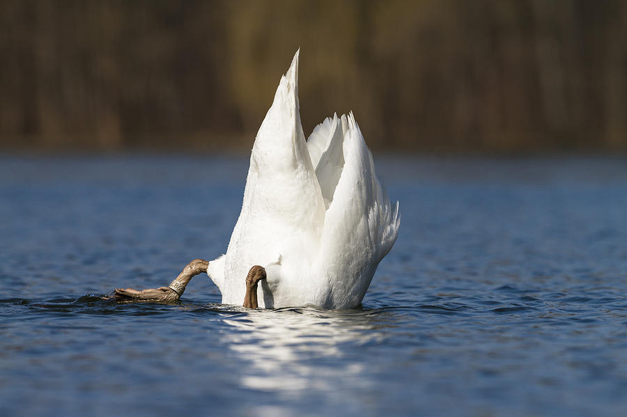 Mute Swan Dabbling Bavaria Photograph by Konrad Wothe