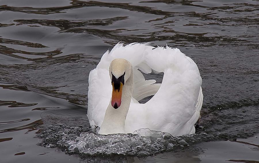 Swan Photograph - Mute Swan  first place winner  by Heide Stover