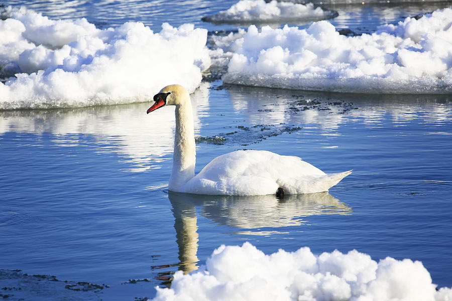 Mute Swan Photograph by Gary Hall