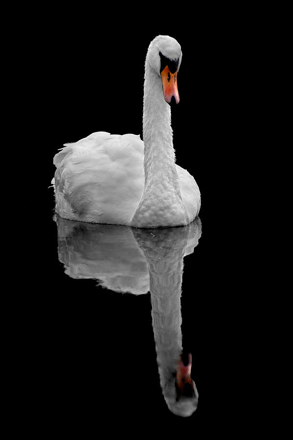 Mute swan Photograph by Gavin Macrae