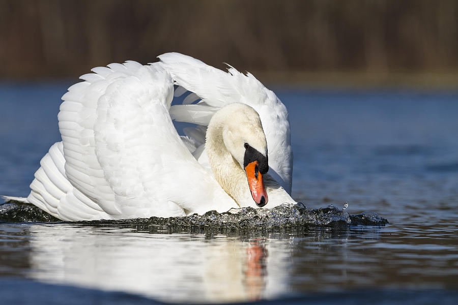 Mute Swan In Defensive Posture Bavaria Photograph by Konrad Wothe