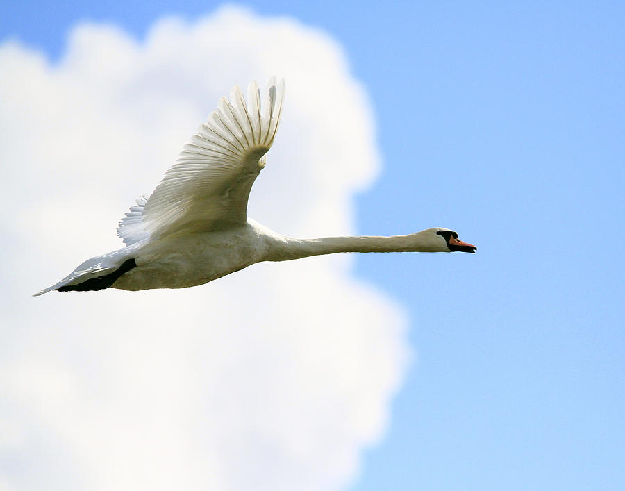 Swan Photograph - Mute Swan by James Utton