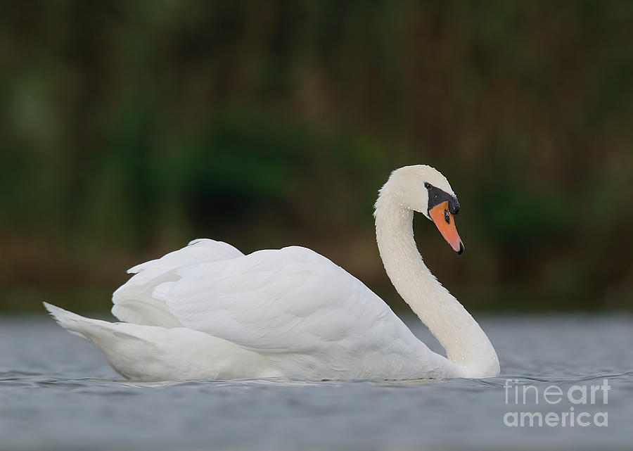 Mute Swan Photograph by Jim Zipp