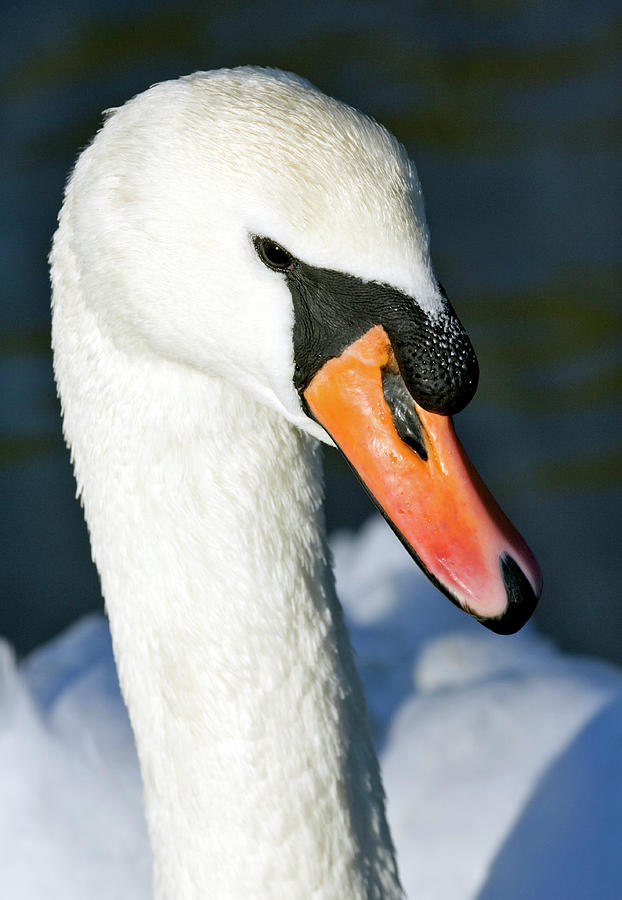 Mute Swan Photograph by John Devries/science Photo Library