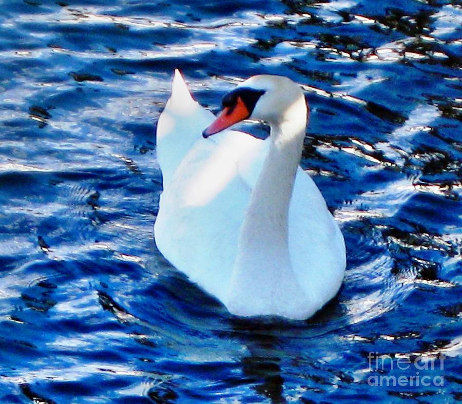 Mute Swan Photograph by Judy Palkimas