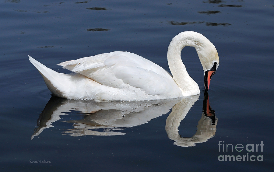 Swan Photograph - Mute Swan Kissing Its Reflection by Susan Wiedmann