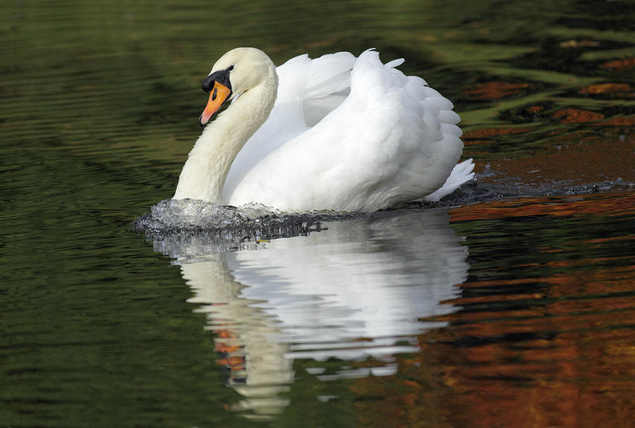 Mute Swan Male Displaying Germany Photograph by Duncan Usher