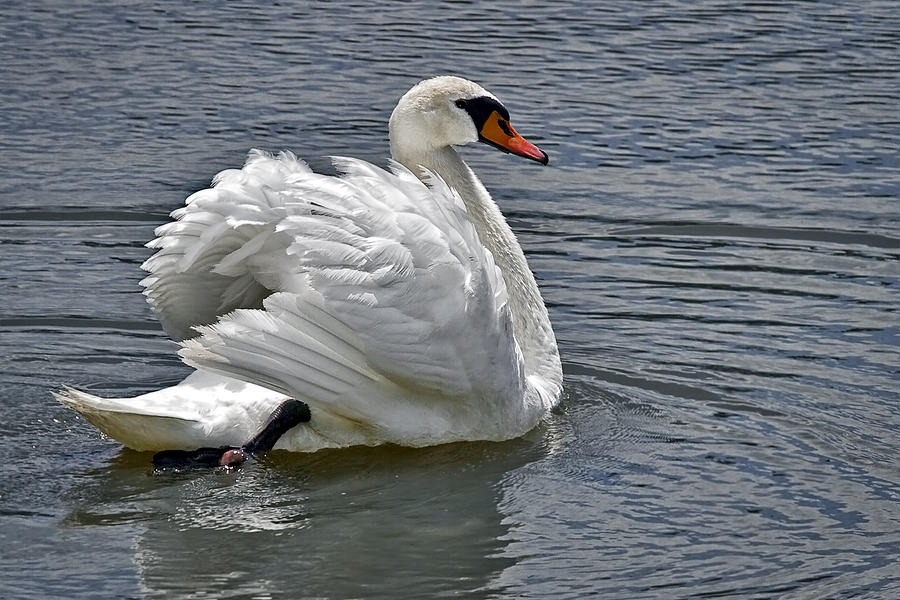 Animal Photograph - Mute Swan by Marcia Colelli