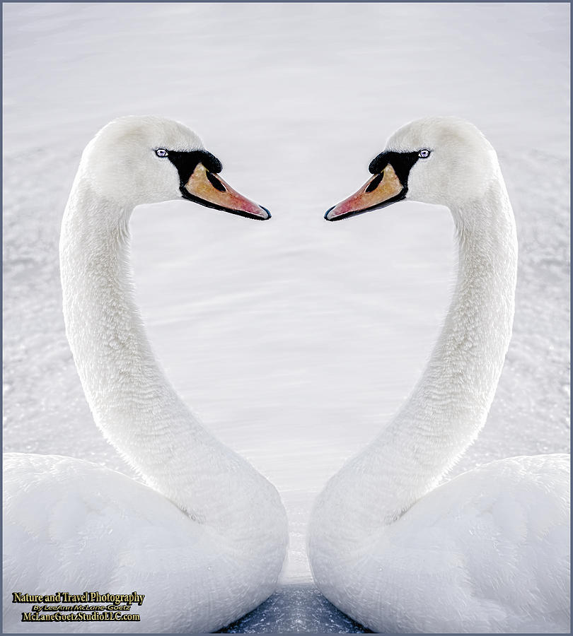 Mute Swan melting hearts Photograph by LeeAnn McLaneGoetz McLaneGoetzStudioLLCcom