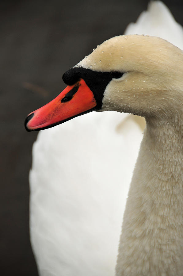 Mute Swan Photograph by Mike Martin