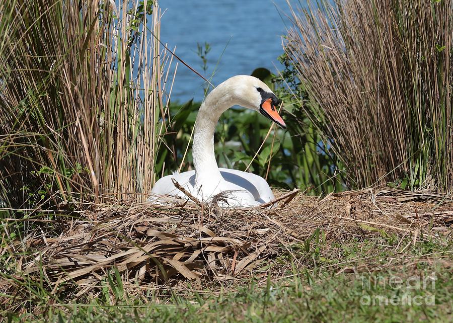 Mute Swan Nest Photograph by Carol Groenen