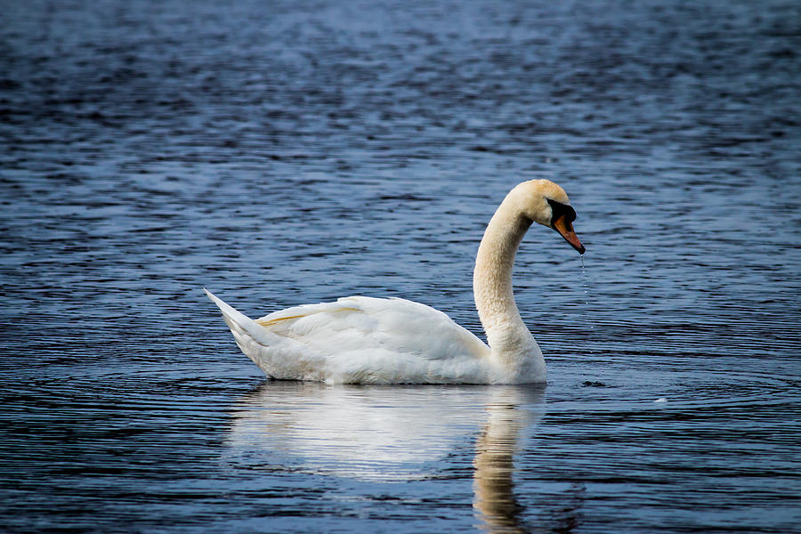 Swan Photograph - Mute Swan by Nick Jaramillo
