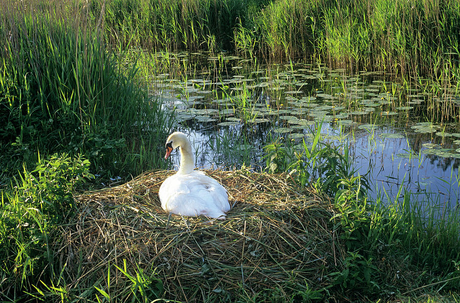 Mute Swan On A Nest Photograph by Duncan Shaw/science Photo Library