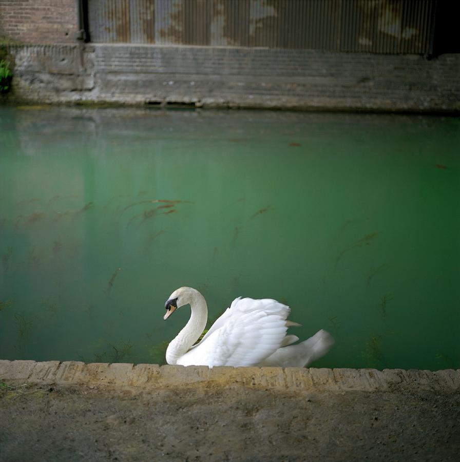 Wildlife Photograph - Mute Swan On A Polluted Canal by Robert Brook/science Photo Library