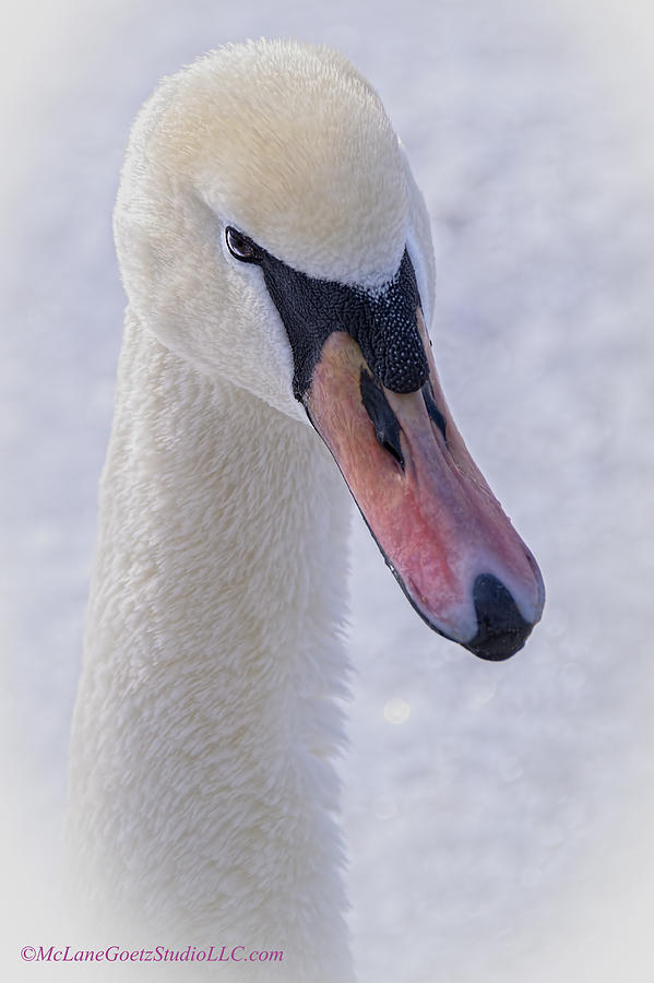 Animal Photograph - Mute Swan on Ice by LeeAnn McLaneGoetz McLaneGoetzStudioLLCcom