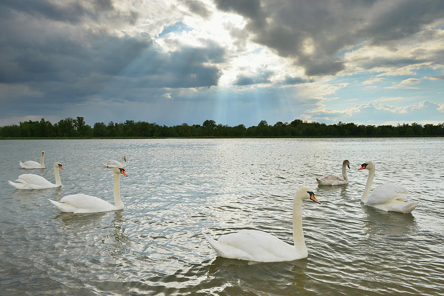 Mute Swan On River Rhine Photograph by Raimund Linke