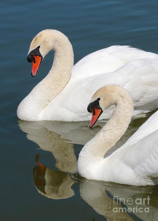 Mute Swan Pair Profile Photograph by Carol Groenen Fine Art America