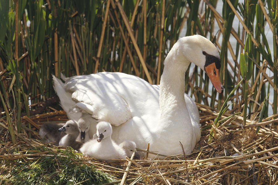 Mute Swan Parent With Chicks In Nest Photograph by Konrad Wothe