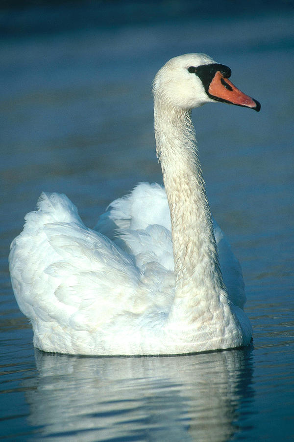 Mute Swan Photograph by Paul J. Fusco