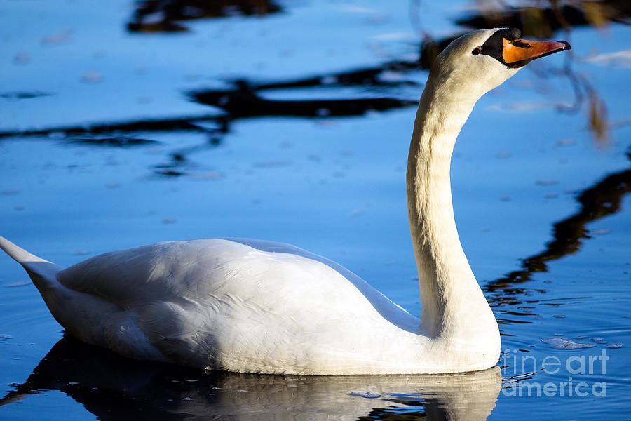 Mute Swan Portrait Photograph by Terry Elniski