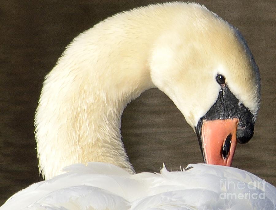 Mute Swan Photograph by Randy Bodkins