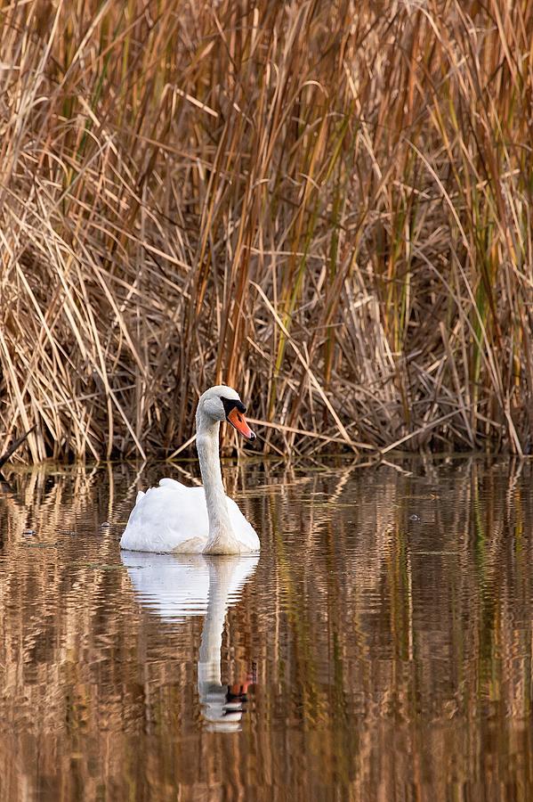 Mute Swan Reflection Photograph by Jeff Sinon