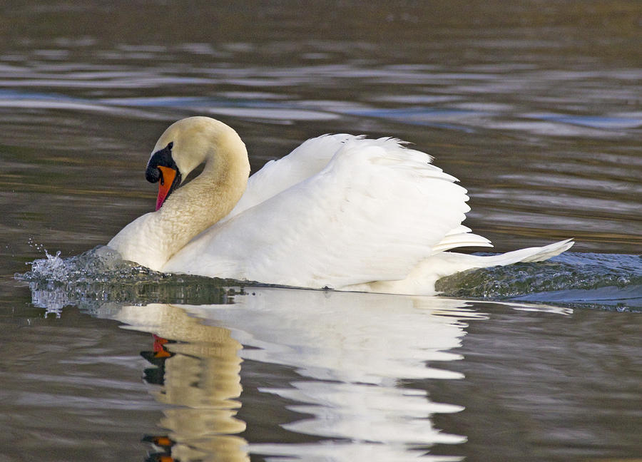 Swan Photograph - Mute Swan  by Rob Mclean 
