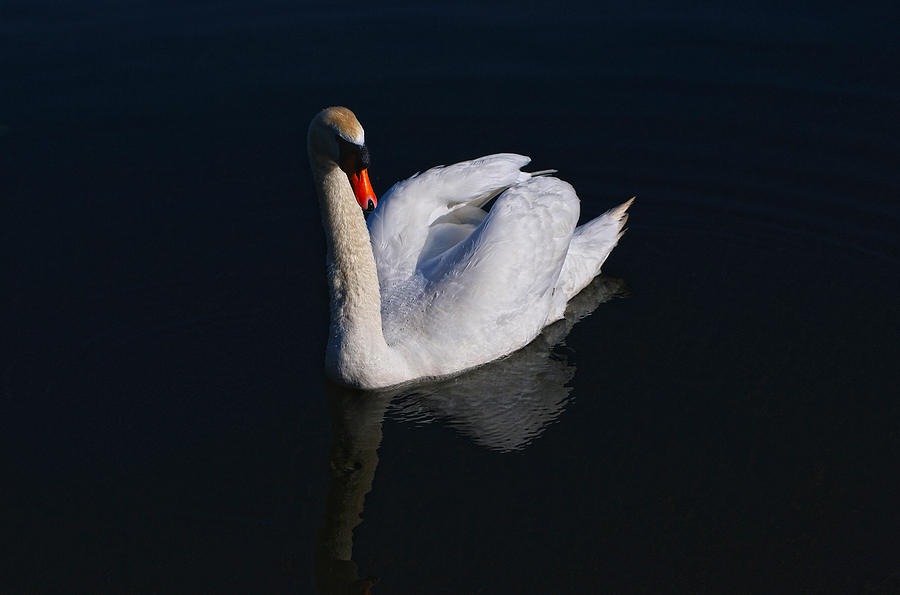 Mute Swan Photograph by Scott Carruthers