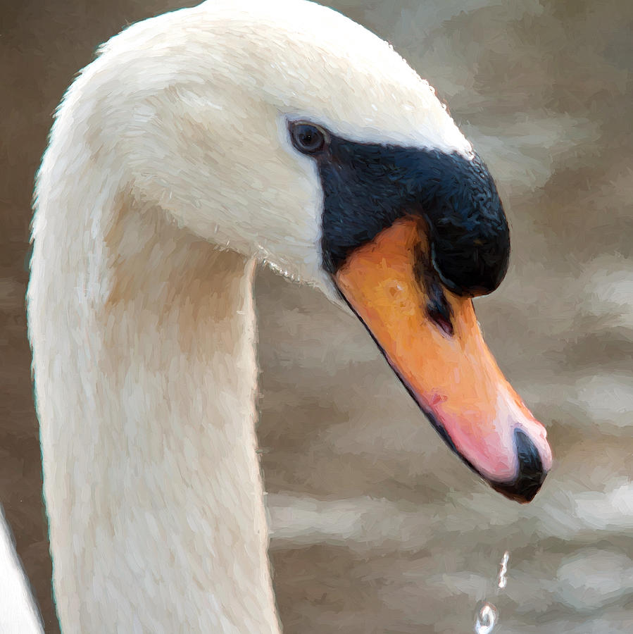 Mute Swan Photograph by Shirley Radabaugh