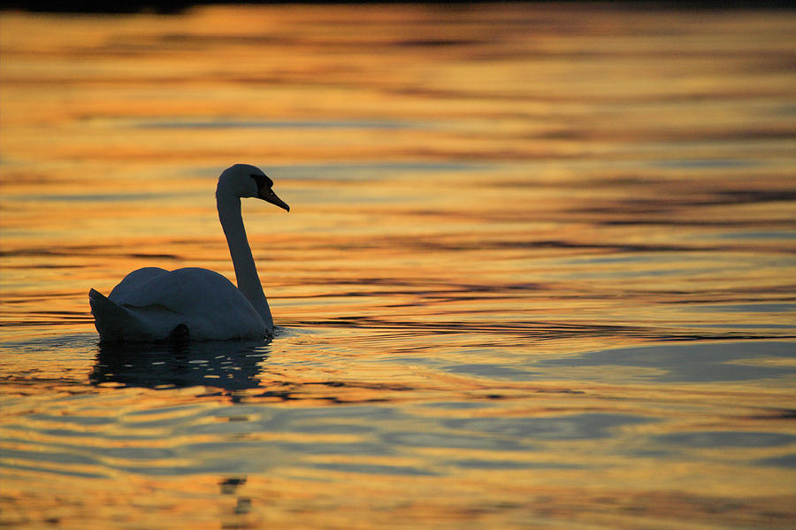 Mute Swan Photograph by Simon Booth/science Photo Library