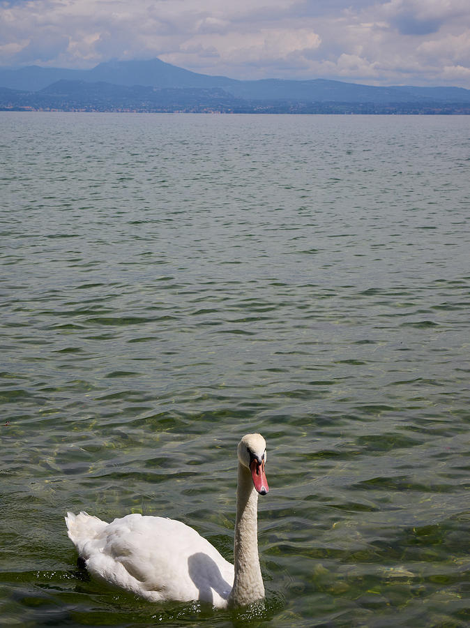 Mute swan. Sirmione. Lago di Garda Photograph by Jouko Lehto