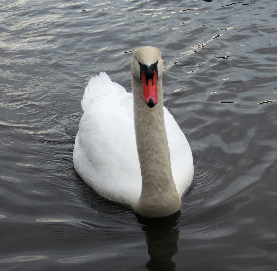 Swan Photograph - Mute Swan by Stephen Melcher