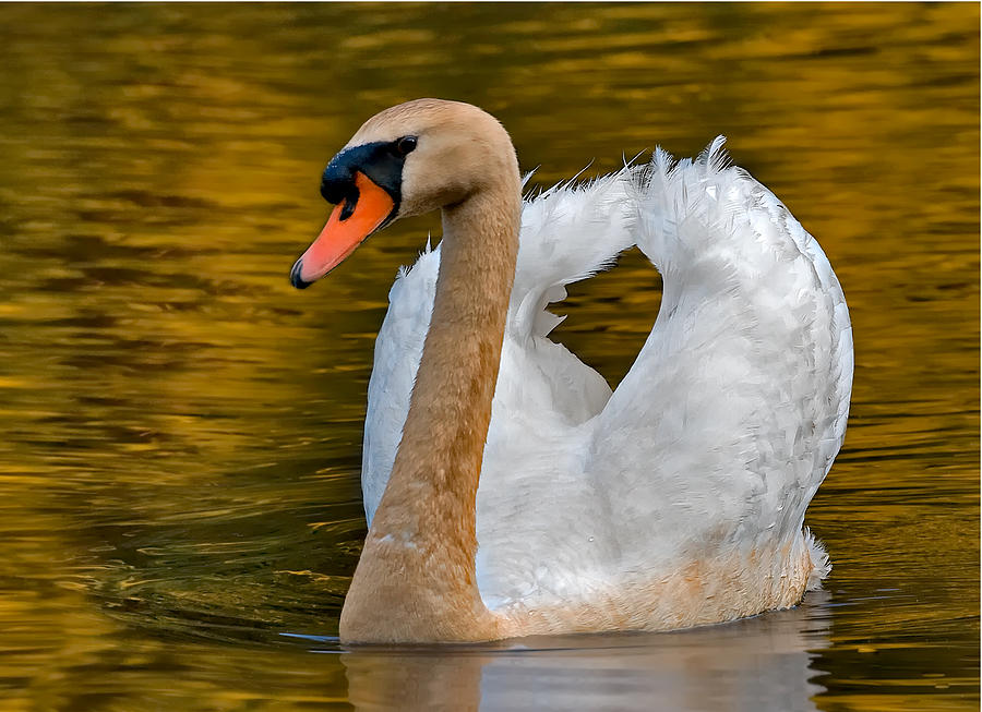 Mute Swan Photograph by Susan Candelario