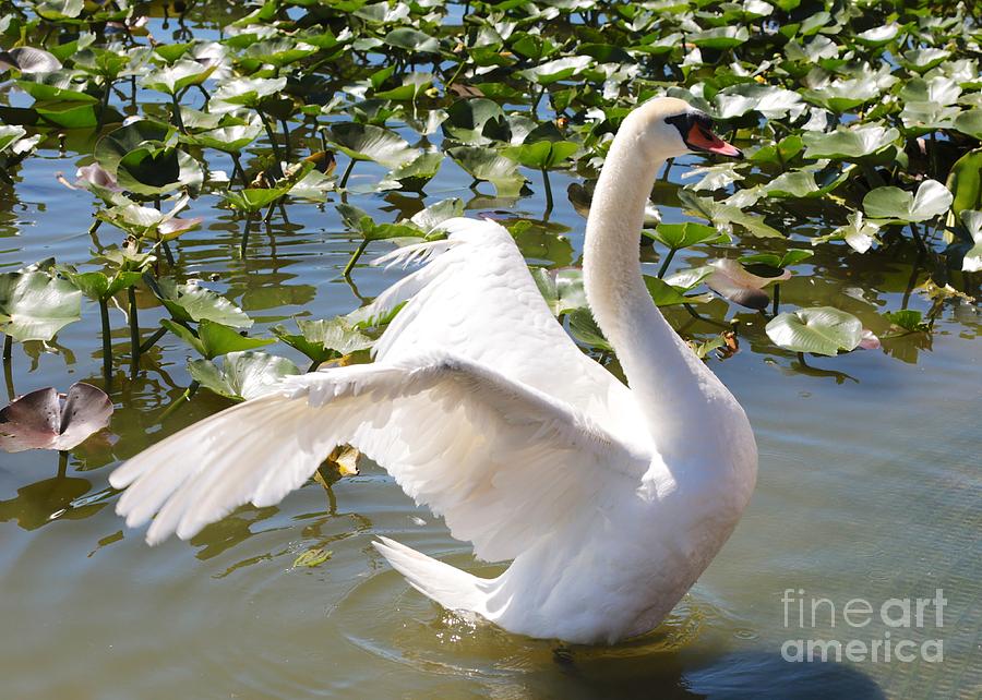 Swan Photograph - Mute Swan Wings by Carol Groenen