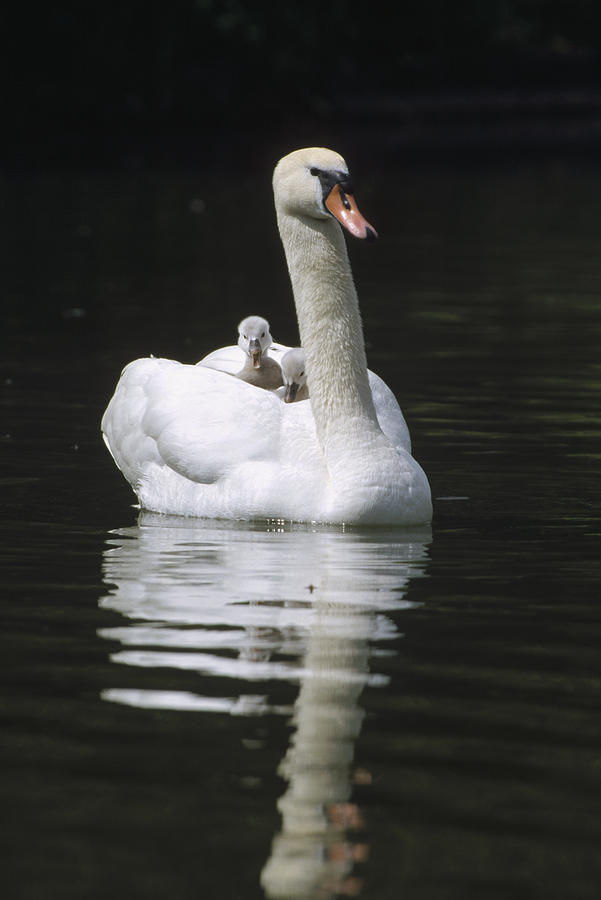 Mute Swan With Chicks On Back Photograph by Konrad Wothe